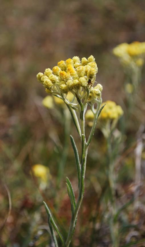 foto på Hedblomster
