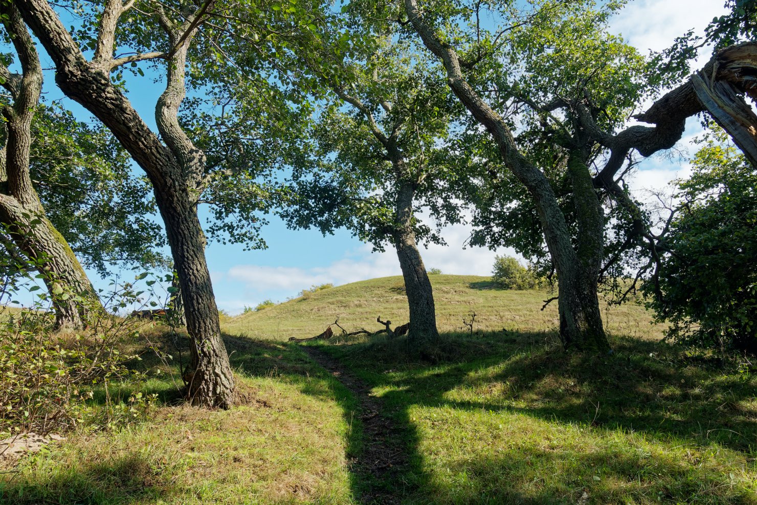 Foto från Lindgrens backar