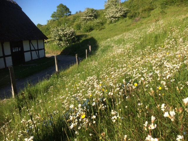 foto av mandelblommor vid Lindgrens Länga